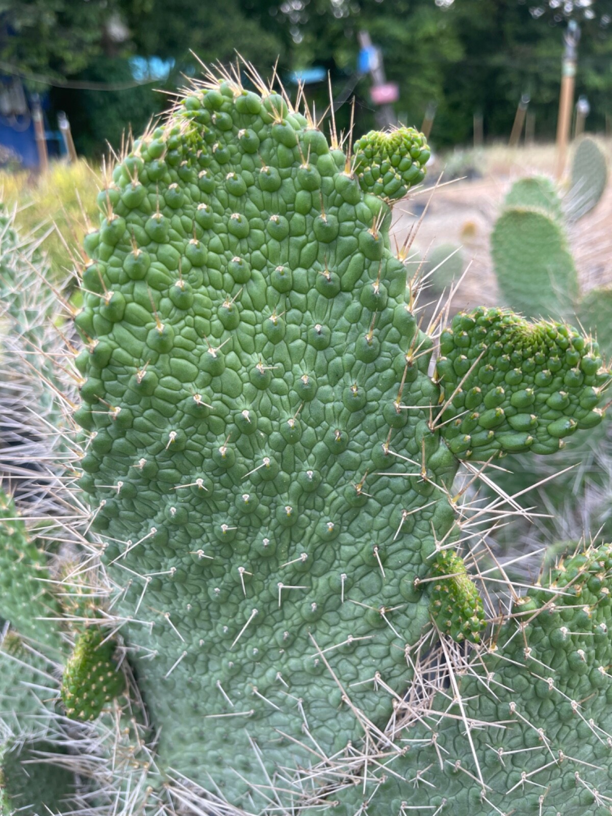 rare cactus plant Consolea moniliformis cuting 1 pad