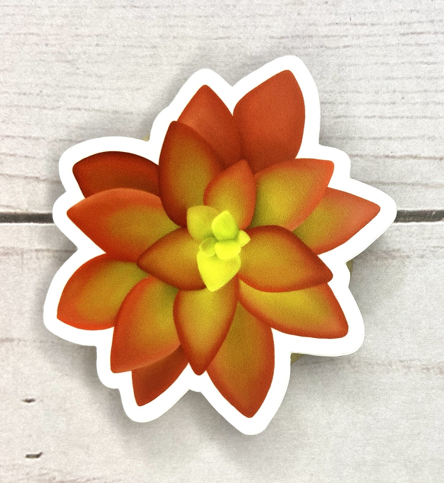 Hand-drawn Succulent Sticker – Melon Succulent – 2.5” X 2.5”