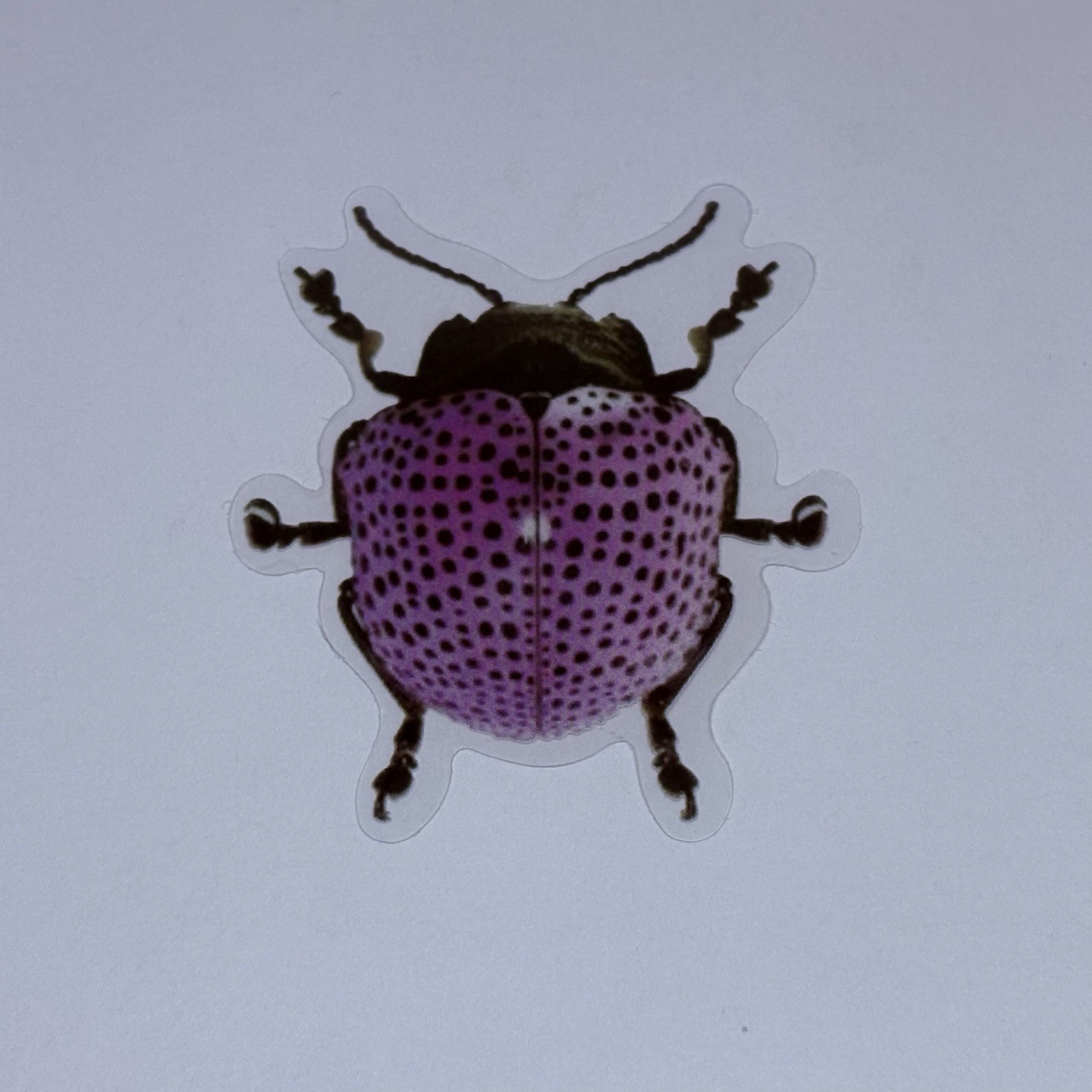 Megistomela Punctatissima Beetle Sticker Realistic Insect Art Transparent Tc9