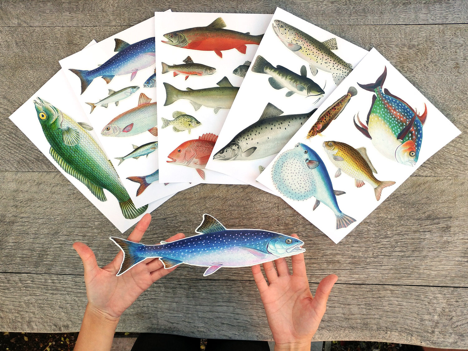 Vinyl Wall Stickers/VINTAGE COLORFUL FISH/Waterproof, Outdoor, Wall-Safe