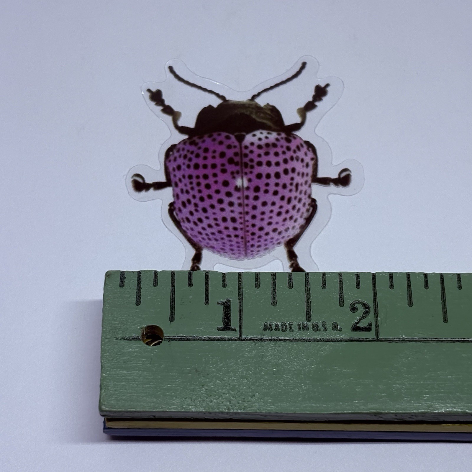 Megistomela Punctatissima Beetle Sticker Realistic Insect Art Transparent Tc9
