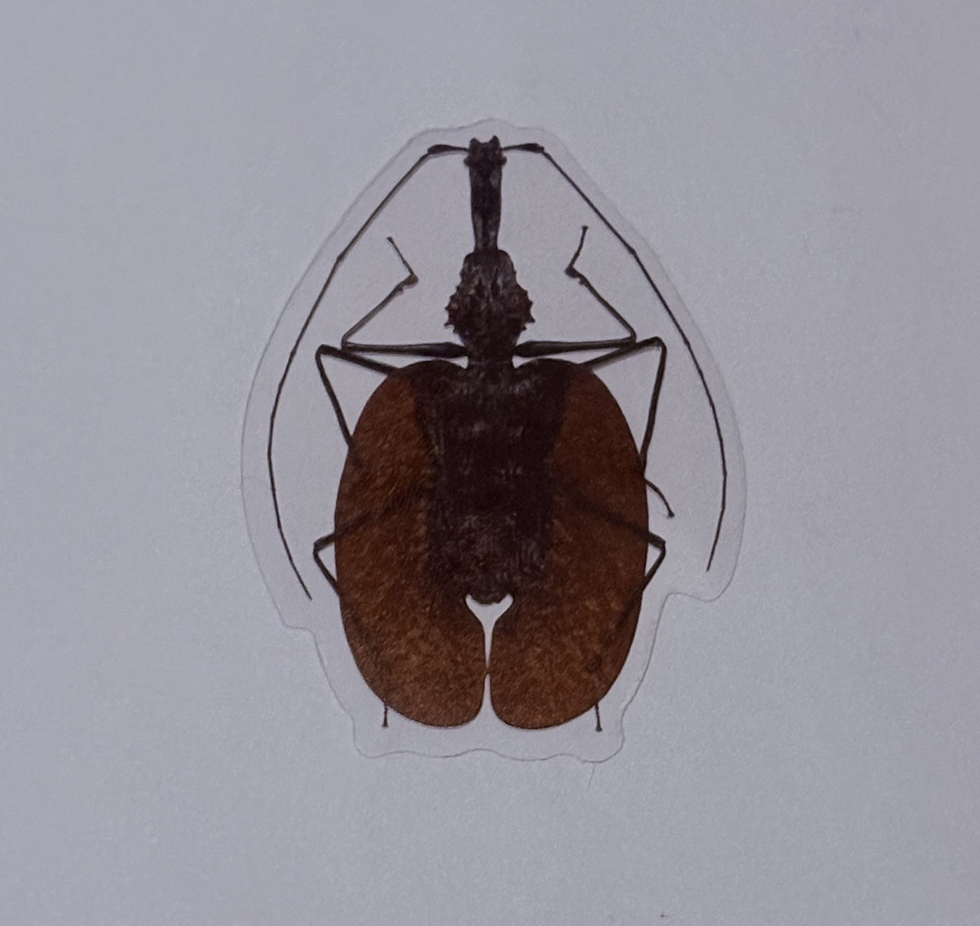 Violin Beetle Sticker Realistic Insect Art Transparent Journal Decal Vinyl Tc9