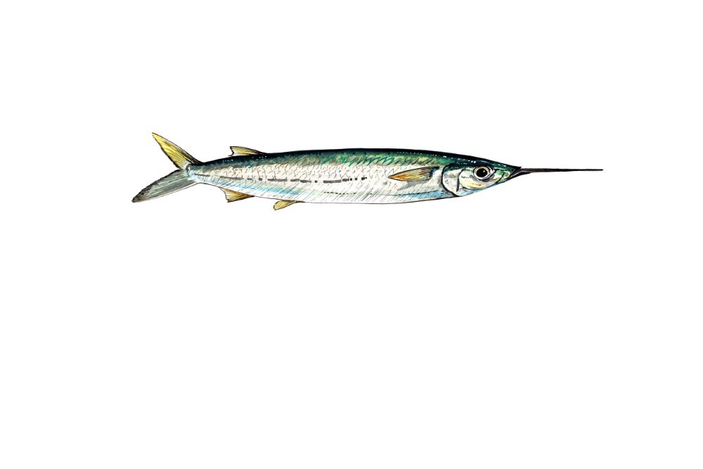 Ballyhoo Halfbeak Bally Fish Decal Sticker Truck Boat Car Cooler Cup Tumbler