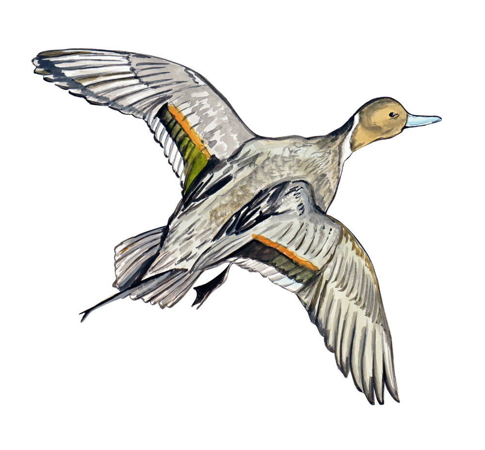 Pintail Duck Printed Vinyl Decal Wall Window Car High Quality Sticker
