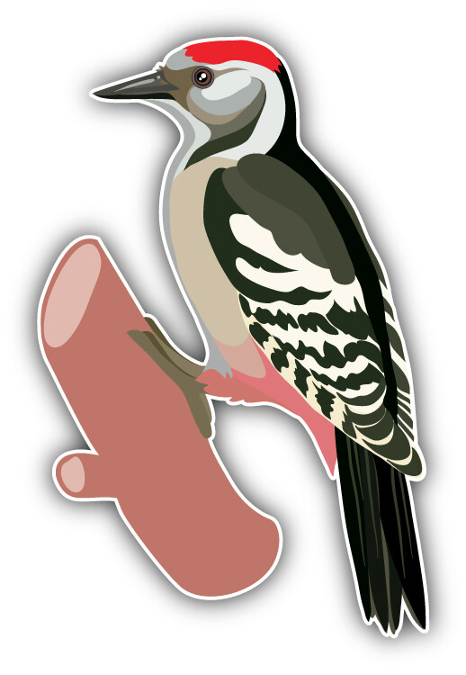 Woodpecker Bird Car Bumper Sticker Decal