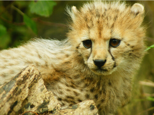 Cheetah Cub Cute Close Up Cat Wildlife Vibrant Poster Print Paper OR Wall Vinyl