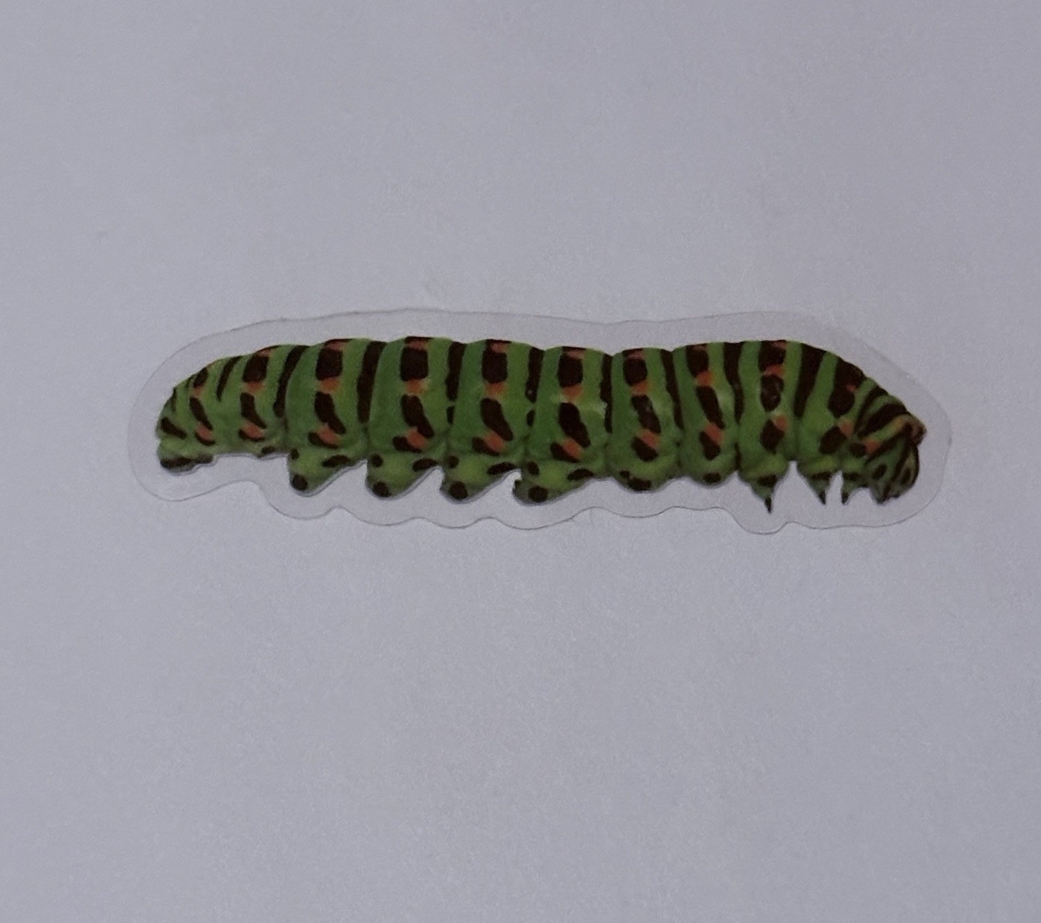 Fifth Instar Caterpillar Sticker Realistic Insect Art Transparent Decal Tc9