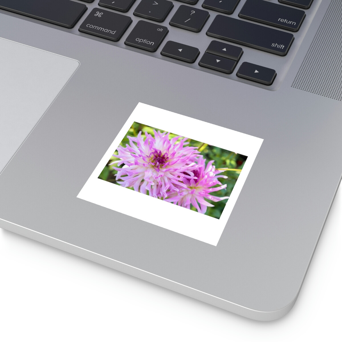 Pink and White Chrysanthemums Square Stickers, Indoor Outdoor