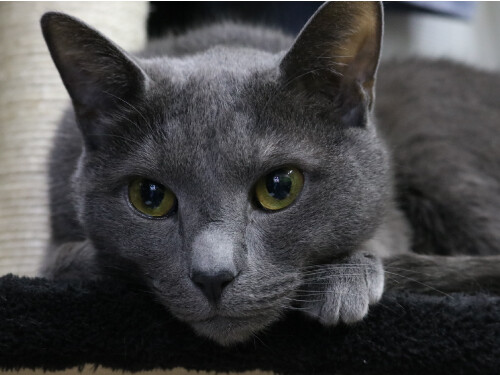 Gray Yellow Eyes Sleepy Laying Down Cute Cat Poster Print Paper OR Wall Vinyl