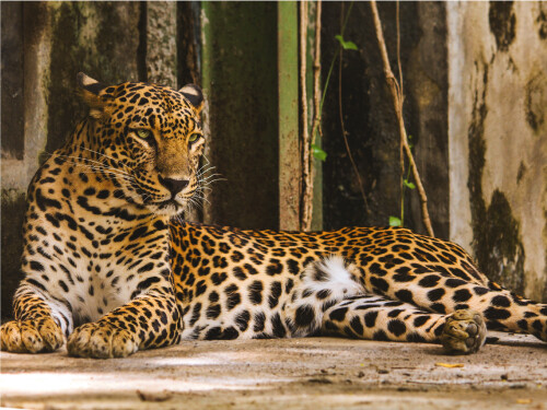 Spotted Leopard In Forest Laying Down Cute Cat Poster Print Paper OR Wall Vinyl