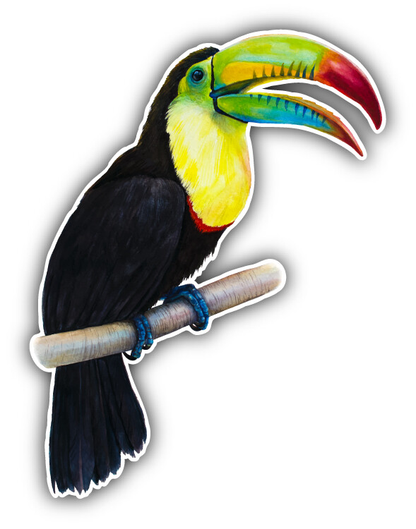 Toucan Parrot Watercolor Car Bumper Sticker Decal