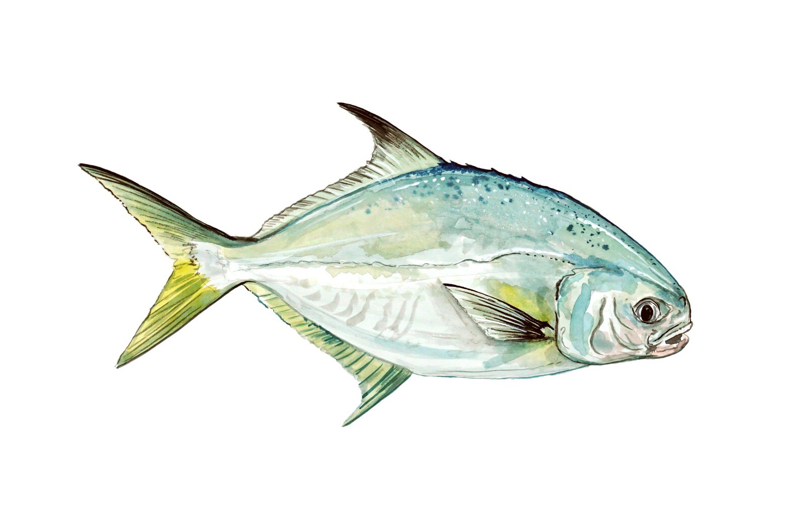 Pompano Vinyl Decal Sticker Truck Boat Car Tumbler Cooler Cup Tablet Tacklebox