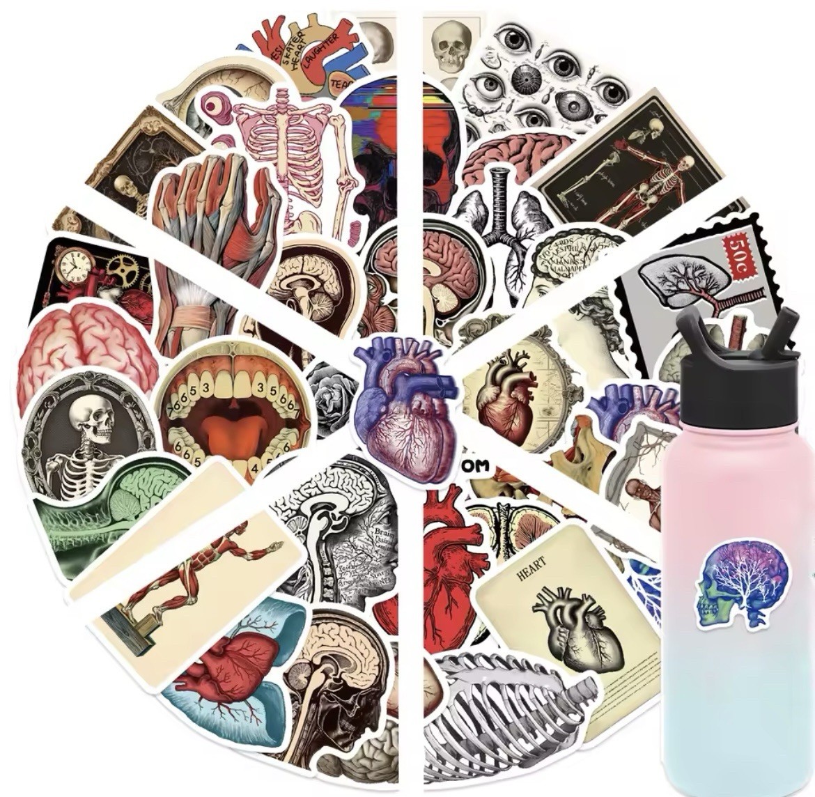 Body Parts Anatomy Style Stickers 50pk Mix Matte Finish Stickers FREE SHIPPING
