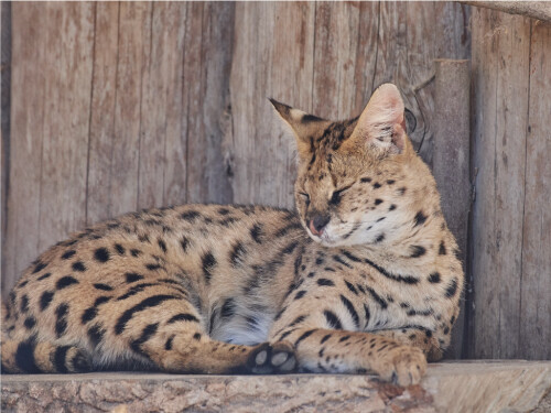 Savannah Sleeping On Wood Cute Cat Poster Print Paper OR Wall Vinyl