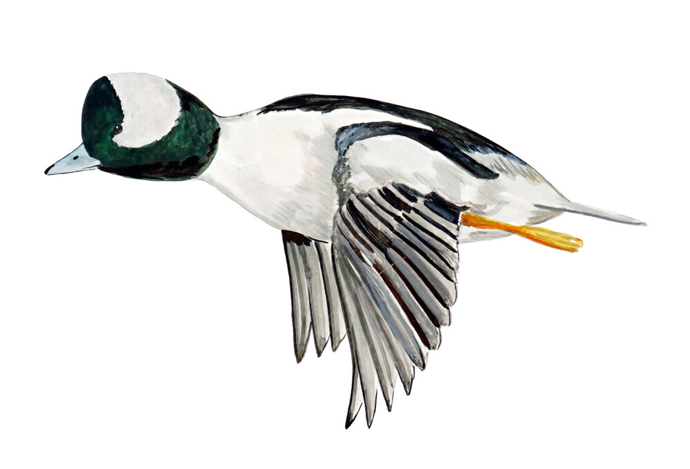 Bufflehead Duck High Quality Printed Vinyl Decal Wall Window Car Sticker