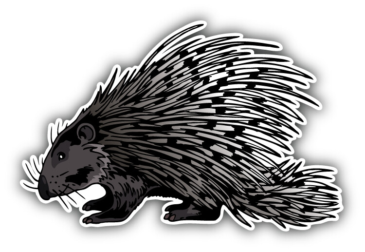 Crested Porcupine Car Bumper Sticker Decal