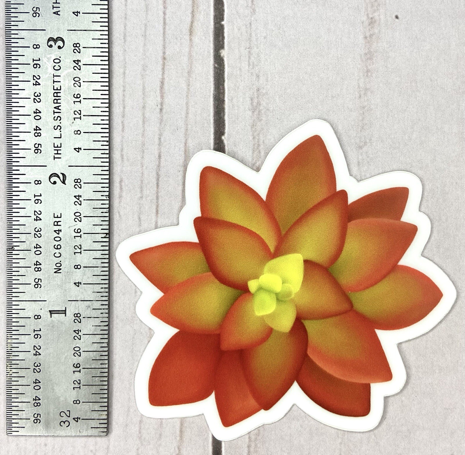 Hand-drawn Succulent Sticker – Melon Succulent – 2.5” X 2.5”