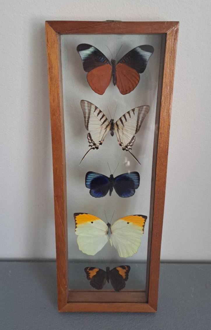 Framed Five Peruvian Butterflies 12.5" x 4.5"