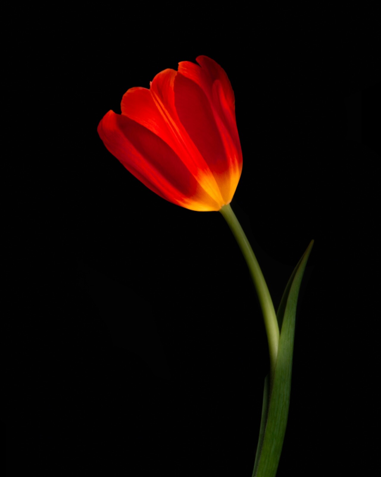 Red Tulip, Flower, Home Decor, Wall Art, Picture Print 16x20inch