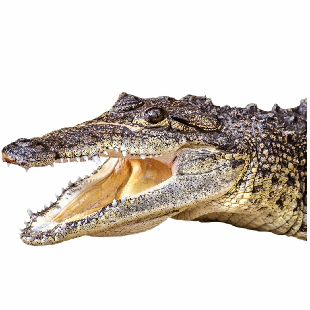 Alligator Head Peel and Stick Vinyl Wall Decal VWAQ – G501