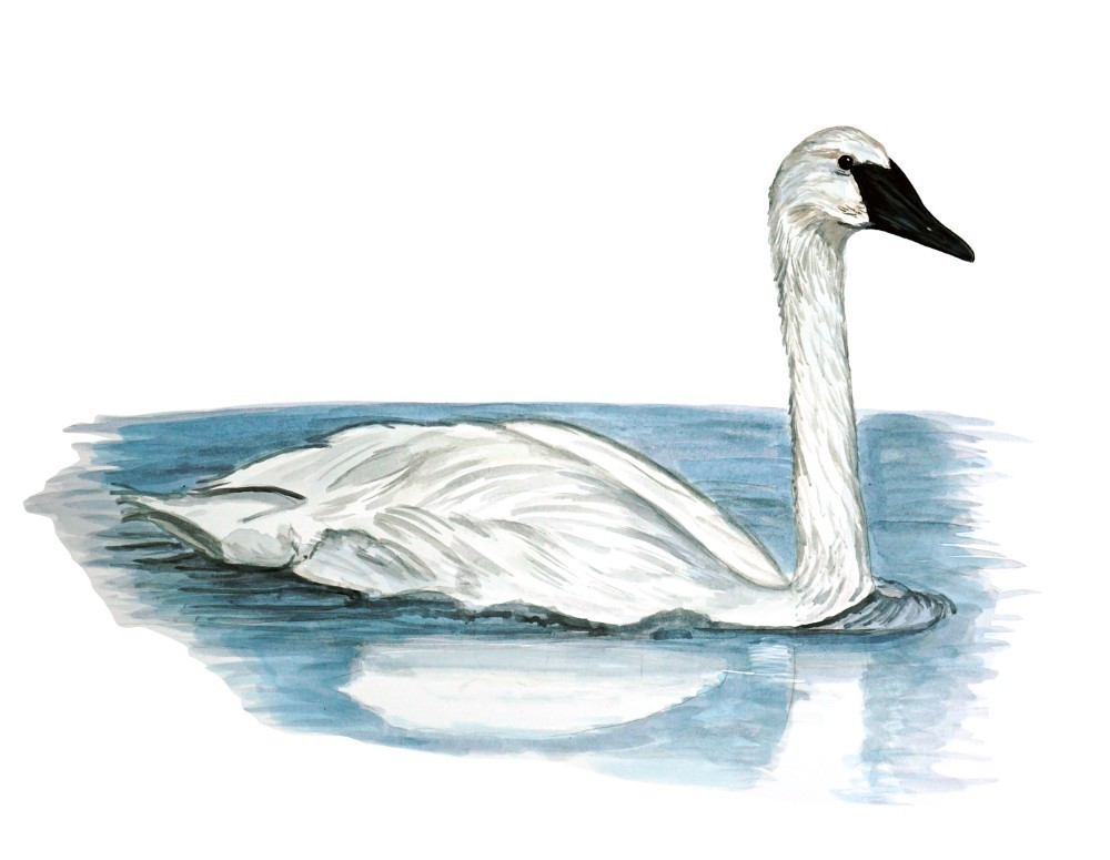 Decal Vinyl Sticker Trumpet Swan – Printed Vinyl Decal Made in USA