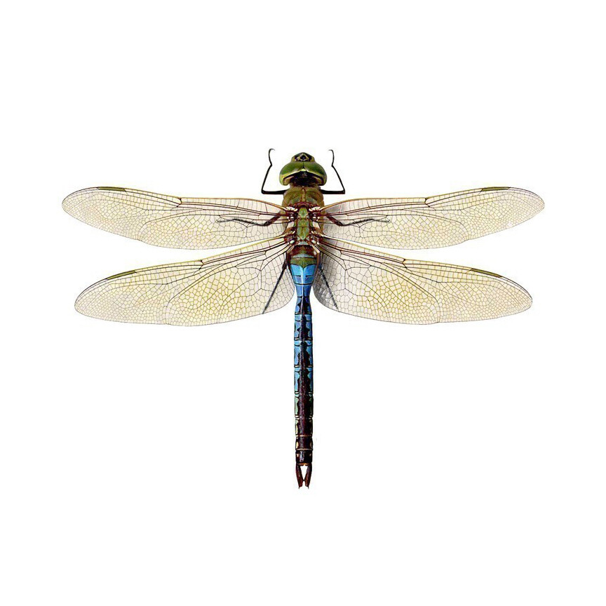 Blue Green Realistic Dragonfly Decal 6" wingspan – Peel and Stick Indoor or Out
