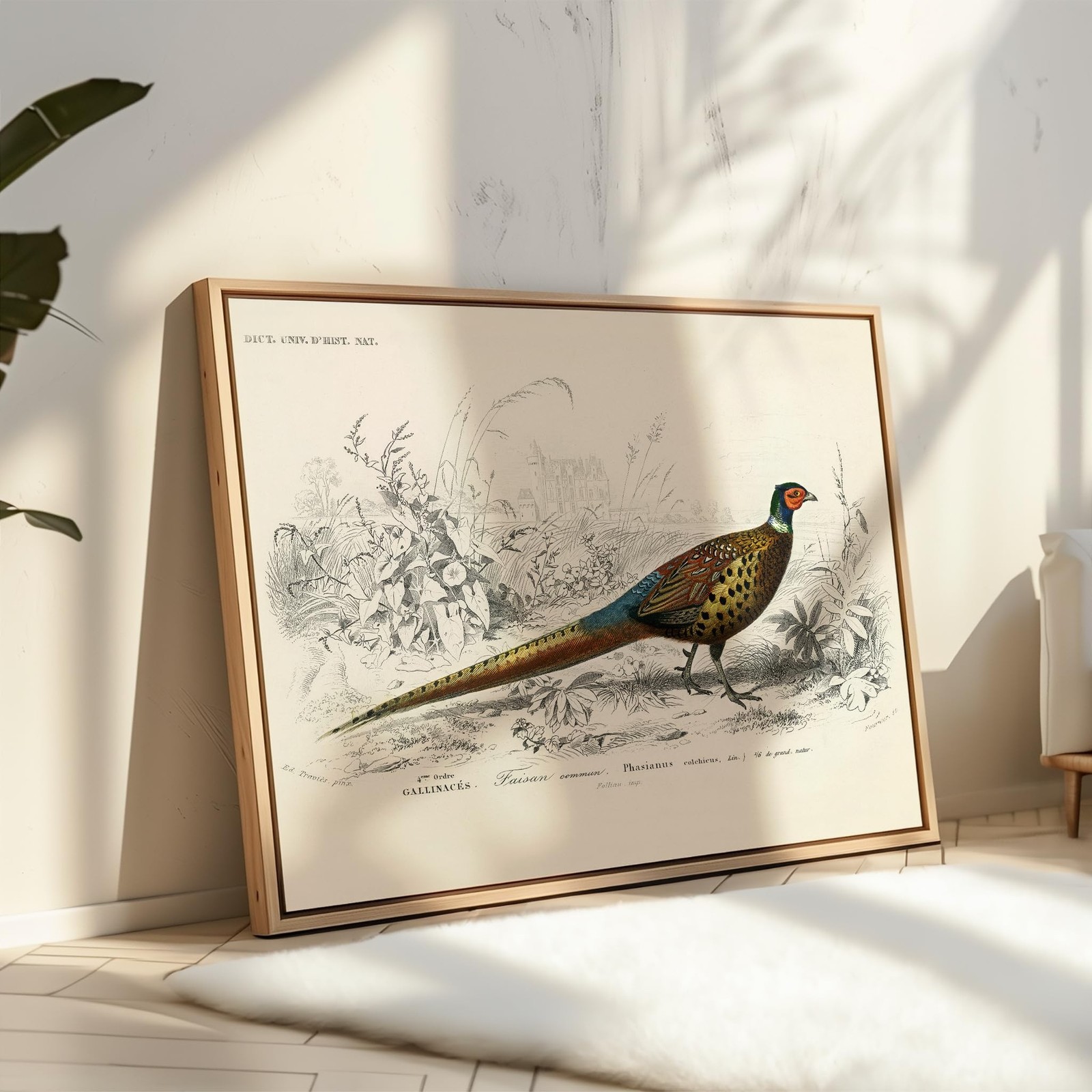 Poster Master Vintage Ring Necked Pheasant Poster – Retro Wildlife Print – Bi…