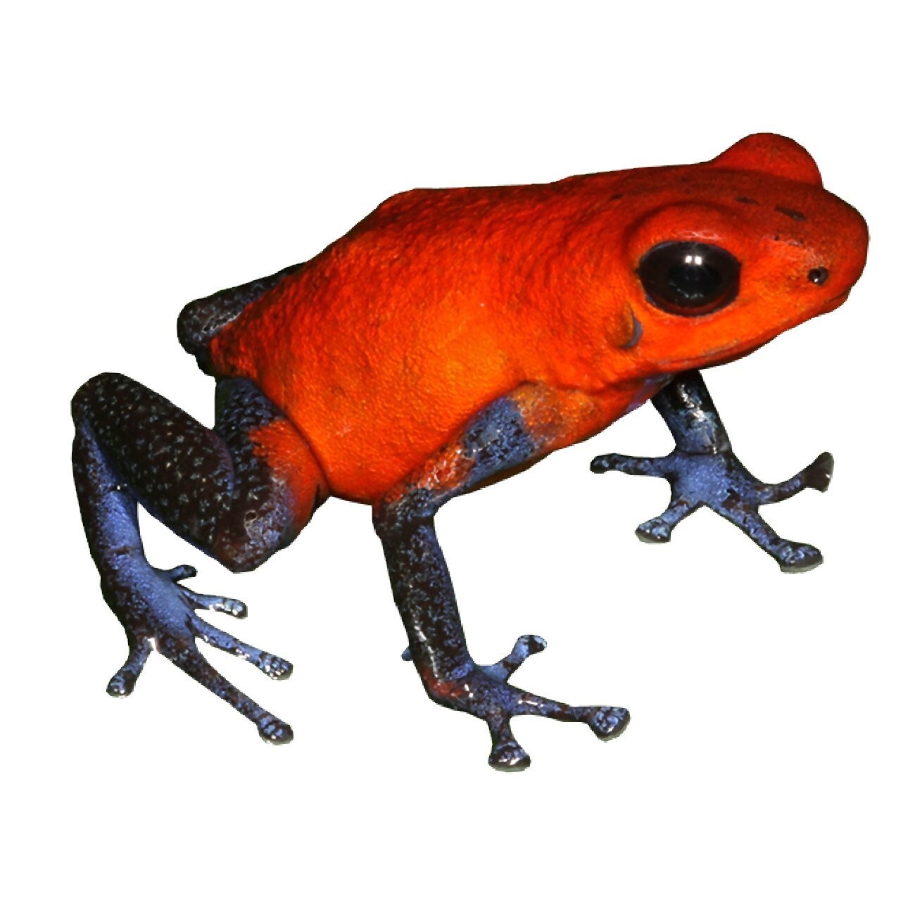 Red and Blue Frog Vinyl Decal 5" tall x 6" wide – Indoor/Outdoor
