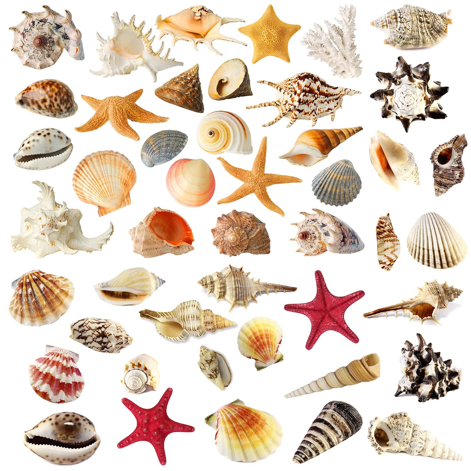 3D Under The Sea Shell Wall Stickers for Bathroom Removable Scallop Starfish …