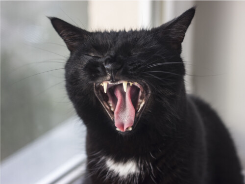 Black Yawning Meowing Cute Cat Poster Print Paper OR Wall Vinyl