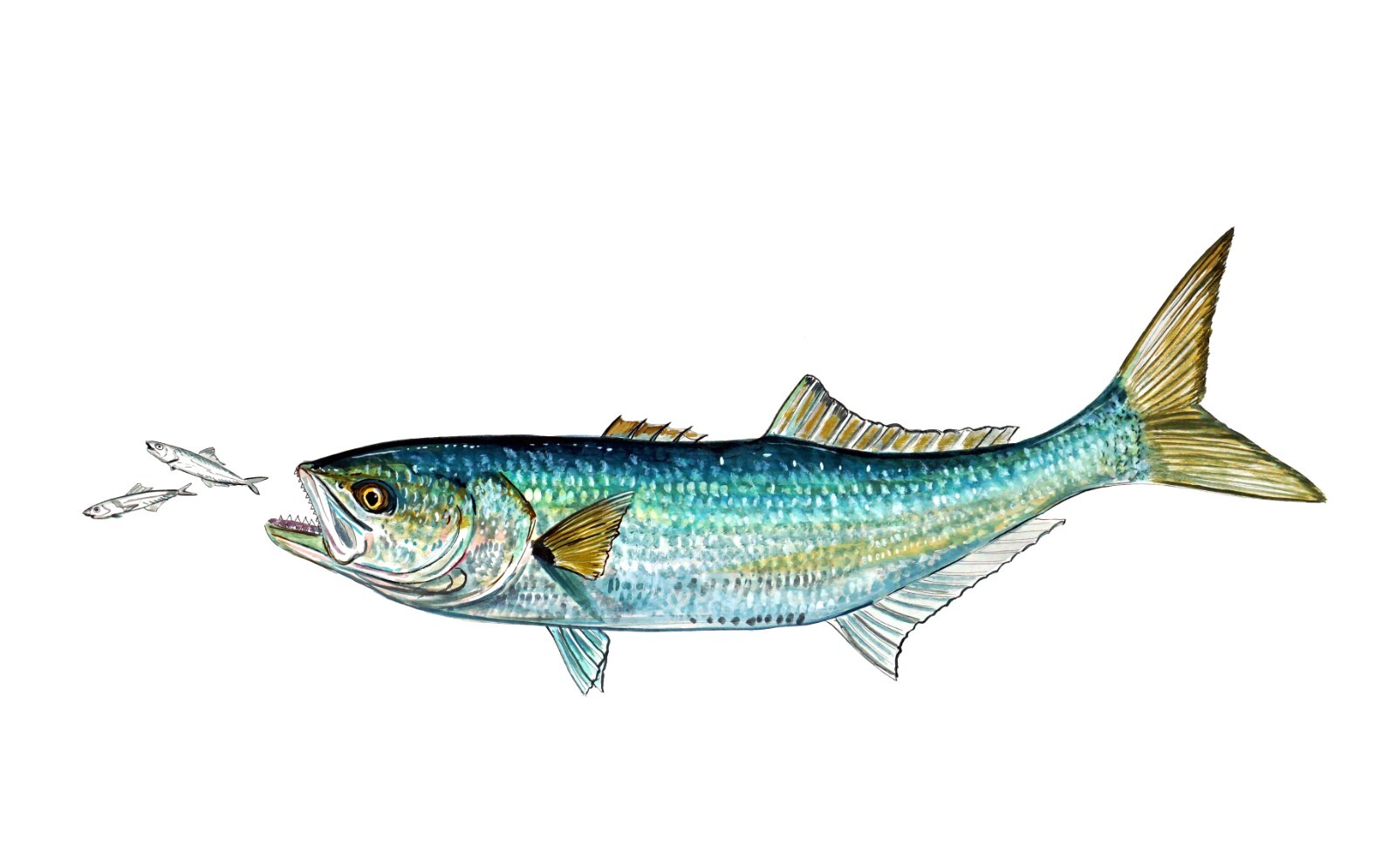 Bluefish Feeding Vinyl Decal Sticker Truck Boat Car Cooler Cup Tumbler Glass