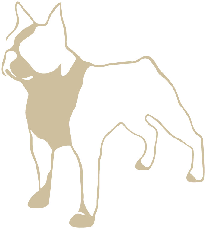Boston Terrier Die Cut Vinyl No Background Multiple Colors Decal Made USA