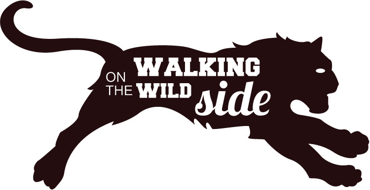 Puma On The Walking Wild Side Hunting Car Bumper Sticker Decal
