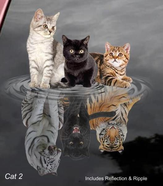 LARGE-SIZED CAR DECALS – CAT – 5 CHOICES