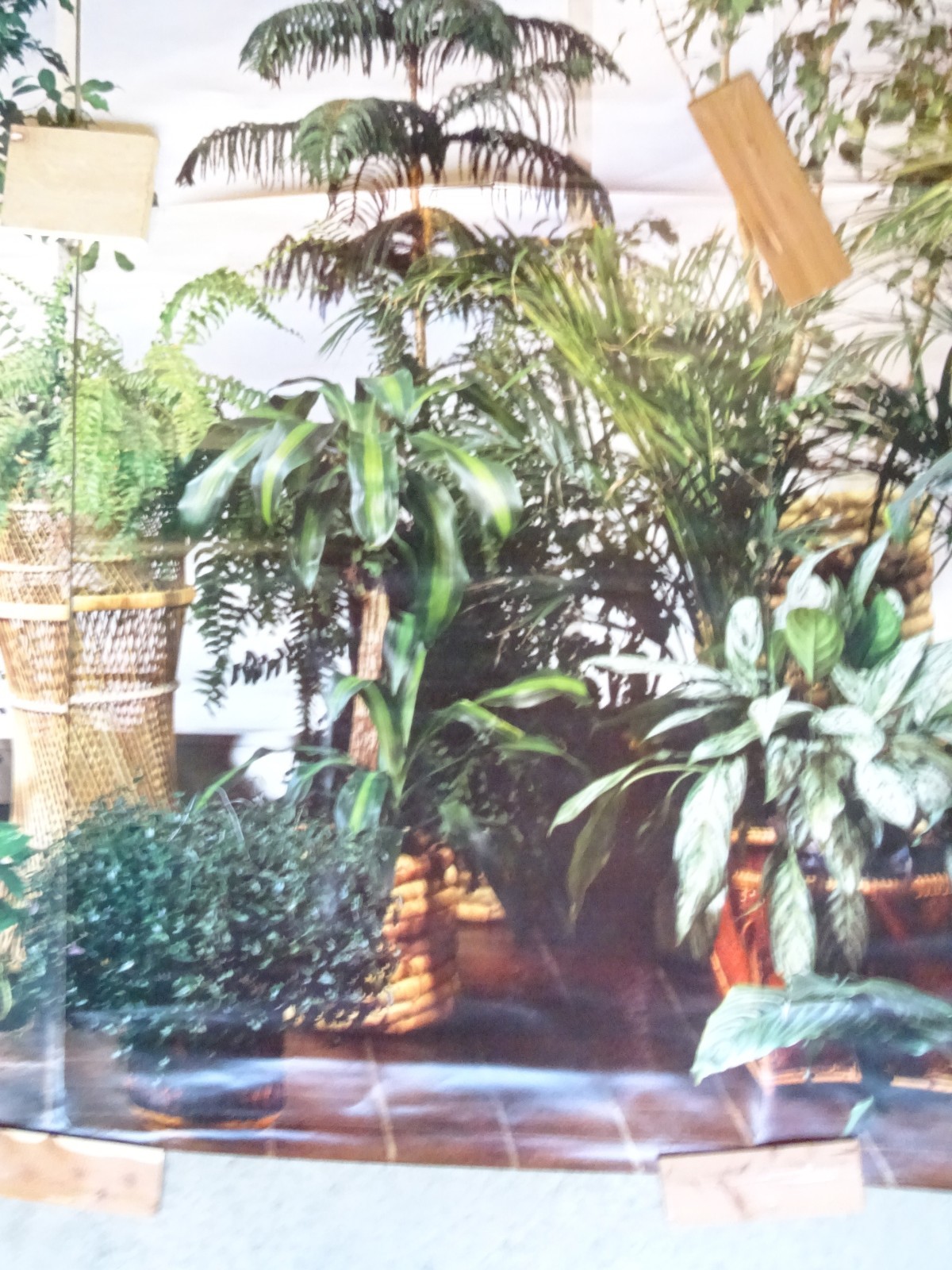 Full Wall Size Mural Tropical Plants Huge Window 8’ 8” x 12’ 6” NOS 108 Sq Ft A