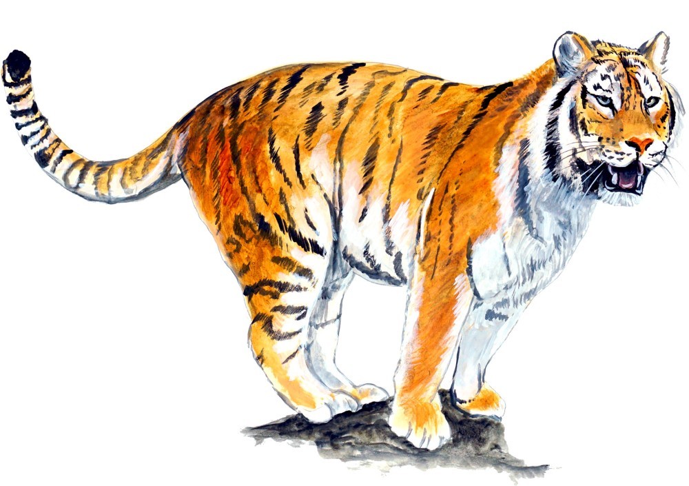 Decal Vinyl Sticker Tiger – Printed Vinyl Decal Made in USA