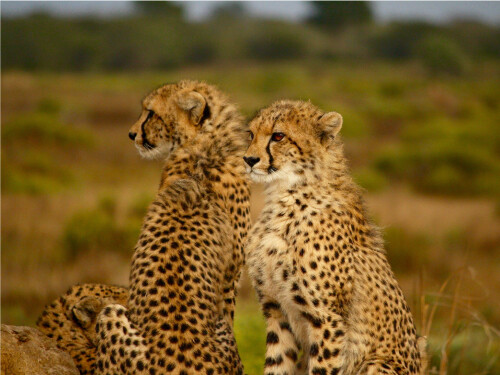 2 Cheetah Cubs Sitting Looking Left Cute Cat Poster Print Paper OR Wall Vinyl