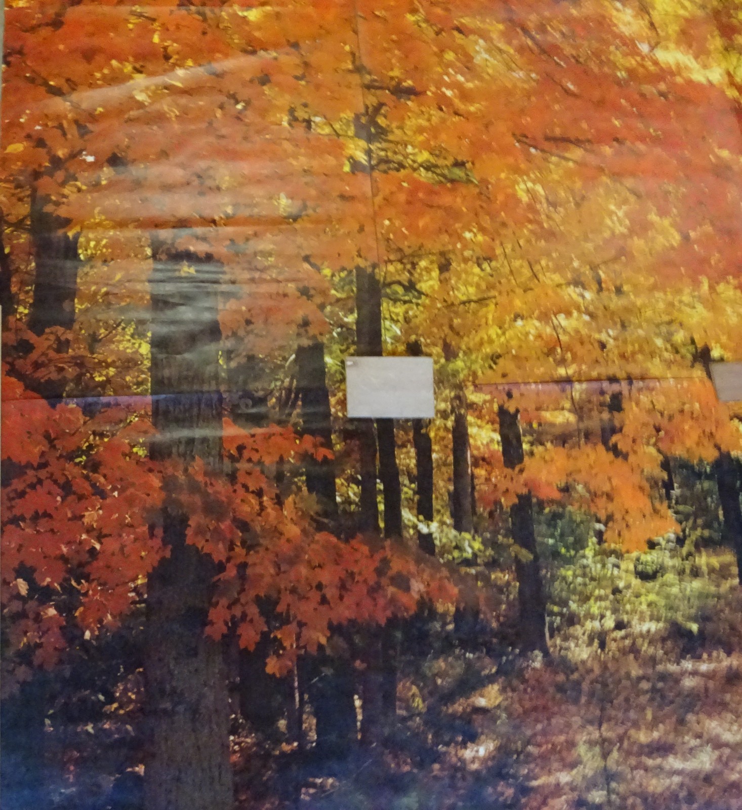 Full Wall Photo Mural Colorful Autumn Leaves Forest Path Tree 8’ 8” x 12’ 6” NOS