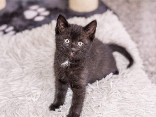 Black Kitten On White Rug Cute Cat Poster Print Paper OR Wall Vinyl