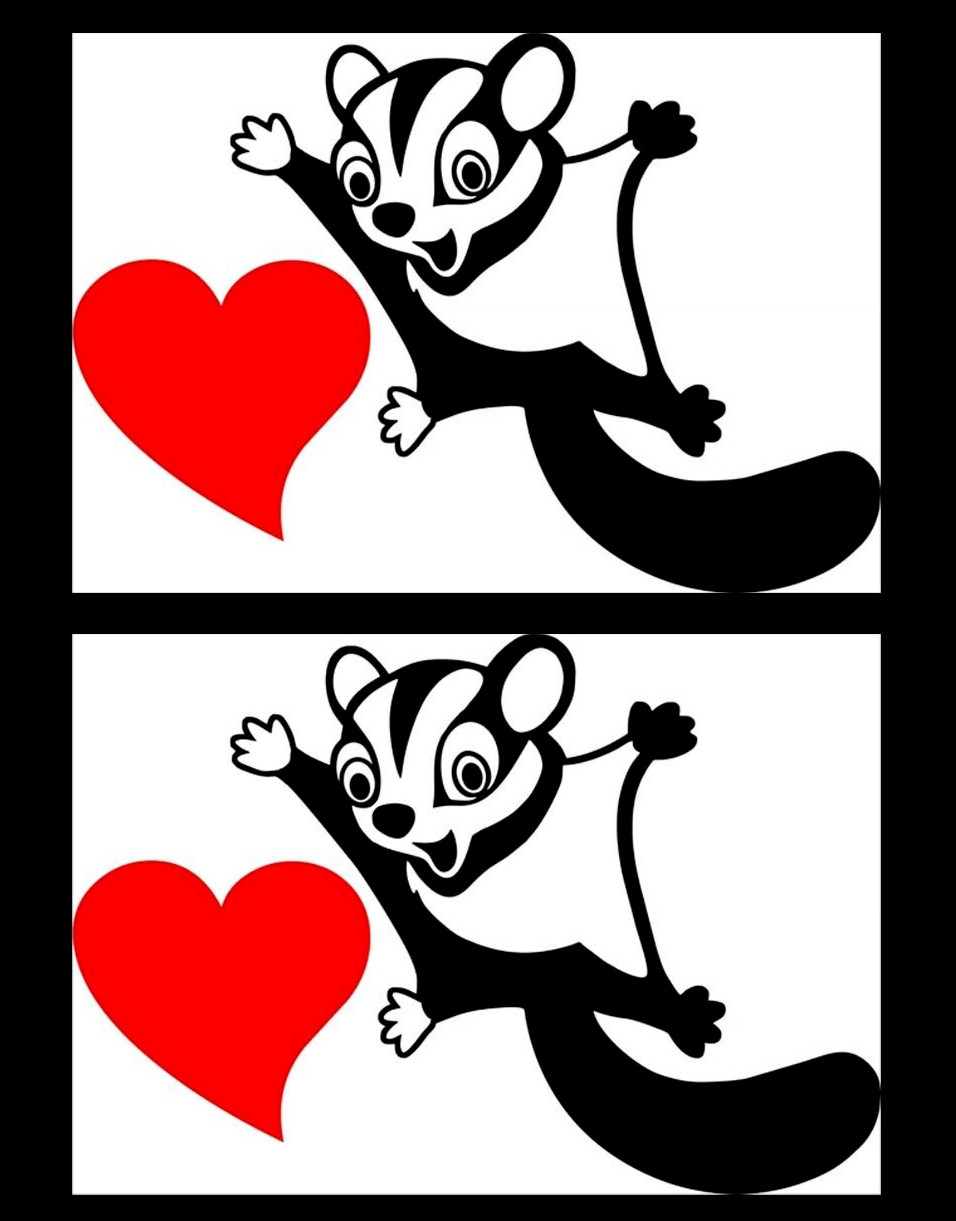 Sugar Glider Flying Squirrel Love Two Black vinyl sticker decal with red heart