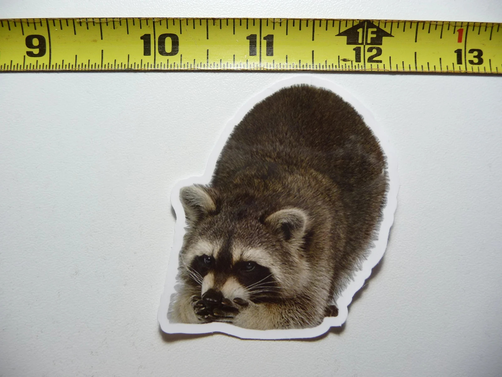 RACCOON DRINKING WATER SMALL STICKER DECAL WILDLIFE PRESERVE NATURE ANIMAL