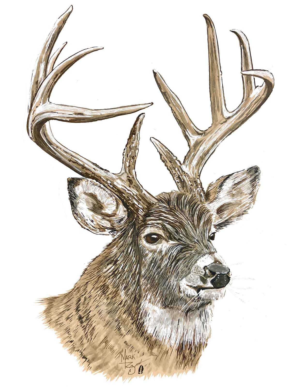 White Tail Deer Buck Vinyl Decal Sticker – Car Truck Tumbler Cooler ATV
