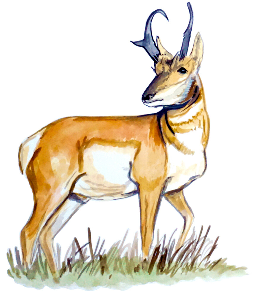 Antelope High Quality Wildlife Printed Vinyl Decal Auto Truck SUV Car Sticker