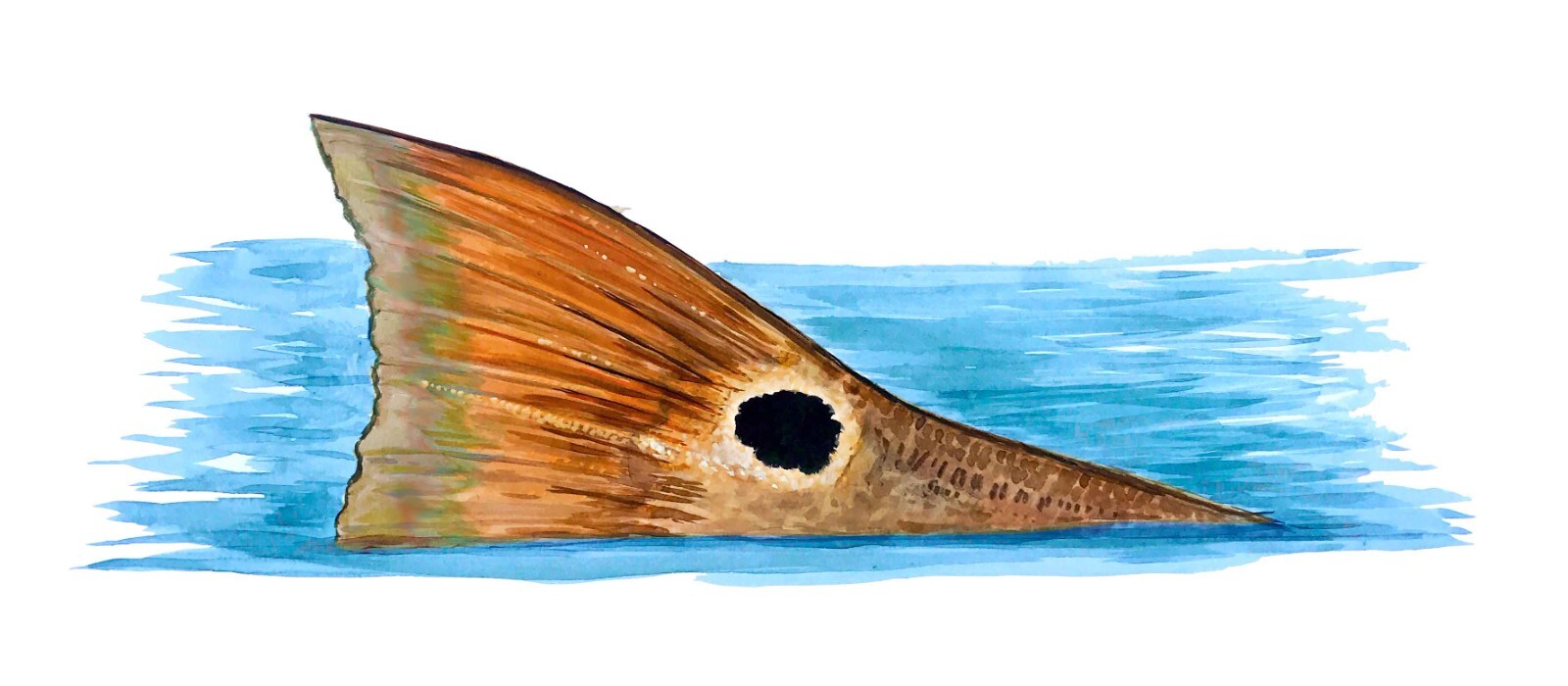 Red Drum Redfish Tailing Fishing Vinyl Decal – Car Truck SUV Cooler Tumbler