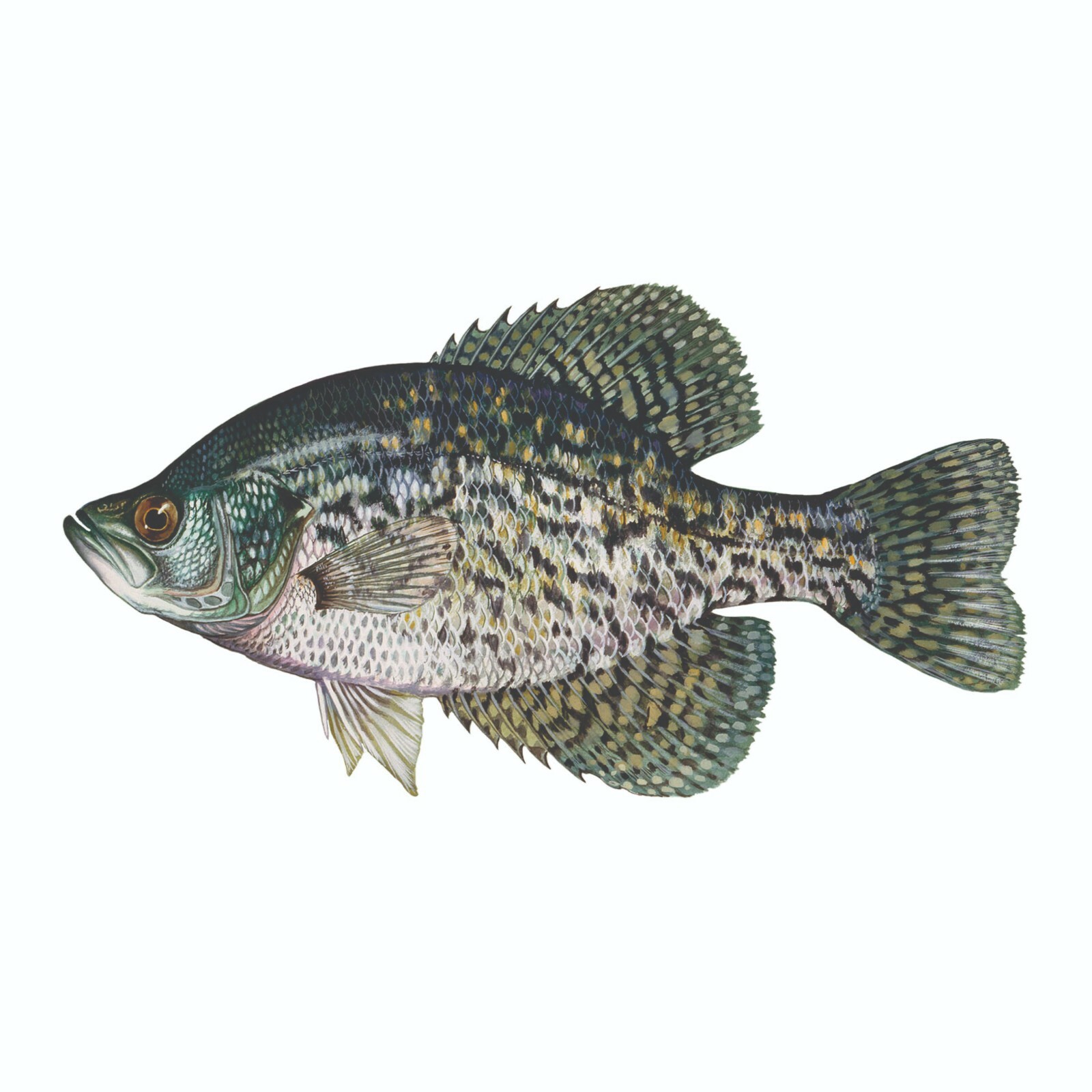 Black Crappie Sticker, Decal, Bumper Sticker Truck, Fishing, Boat Stickers 2/pk