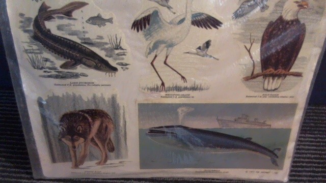 VINTAGE 1977 SEALED MEYERCORD VINYL DECALS – ENDANGERED WILD AMERICA ANIMALS