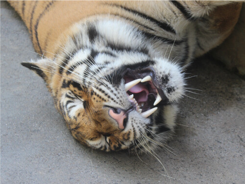 Roaring Smiling Sleepy Tiger Cute Cat Poster Print Paper OR Wall Vinyl