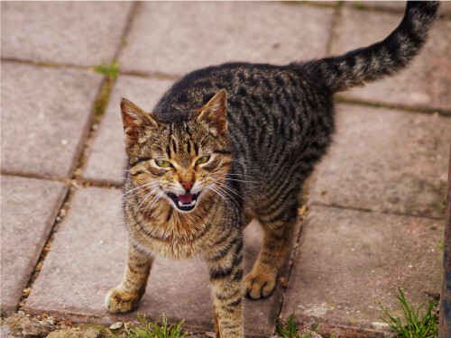 Angry Hissing Yellow Eyes Cute Cat Poster Print Paper OR Wall Vinyl