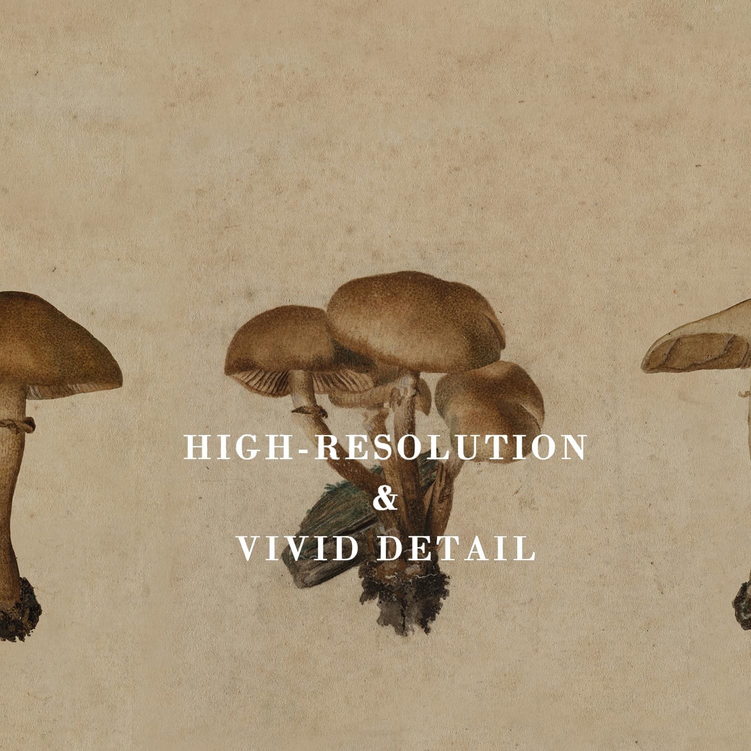 Kizbok Vintage Mushroom Wall Art Poster, Farmhouse Mushroom Wall Decor, Retro…