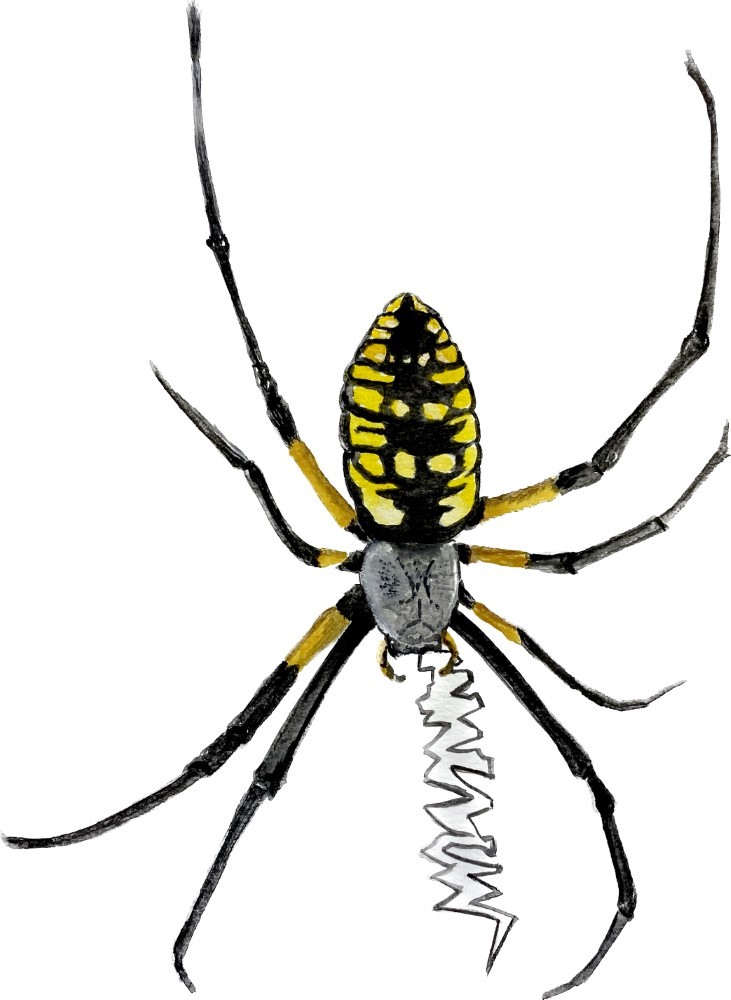 Decal Vinyl Sticker Writing Spider Made in USA